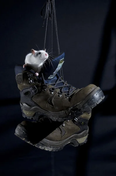 Rat in a boot. — Stock Photo, Image