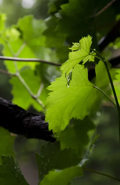 Folhas de uva, chuva . — Fotografia de Stock