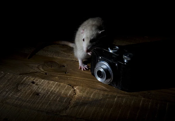 Ratto con la vecchia macchina fotografica . — Foto Stock