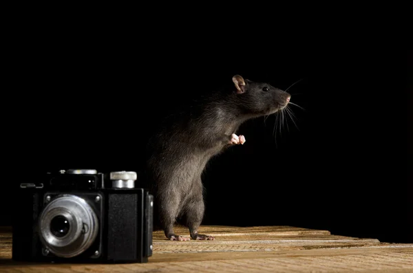 Rato com a velha câmera . — Fotografia de Stock