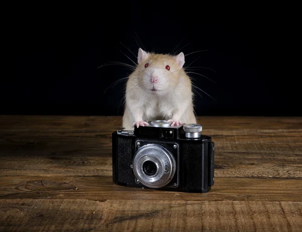 Крыса со старой камерой . — стоковое фото