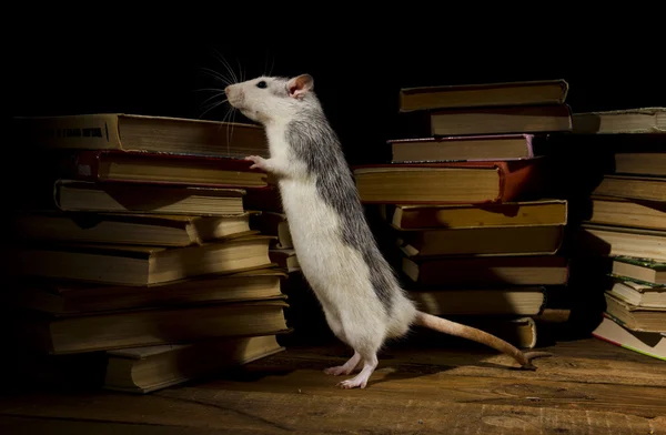 Rats and books. — Stock Photo, Image