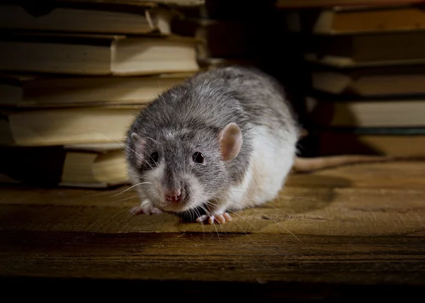Rats and books. — Stock Photo, Image