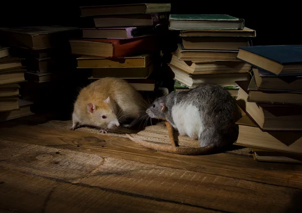 Rats and books. — Stock Photo, Image