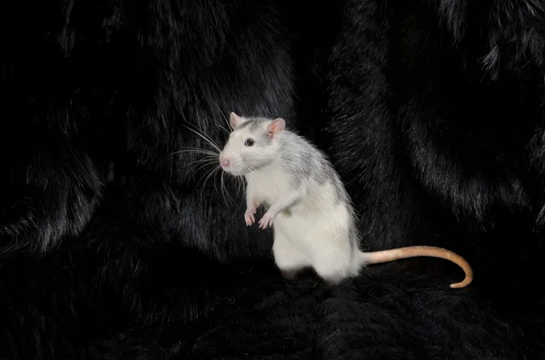 La rata sobre la piel negra . —  Fotos de Stock