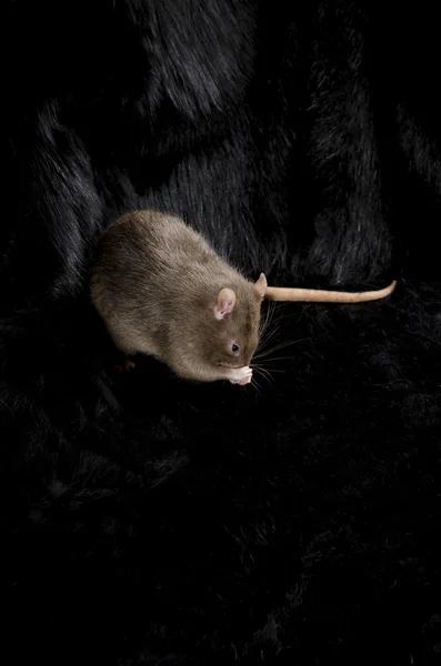 Rat on a black fur. — Stock Photo, Image