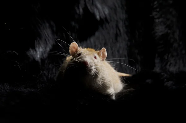 La rata sobre la piel negra . —  Fotos de Stock