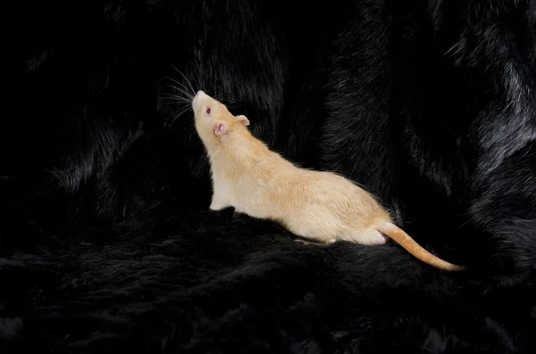 Rato em uma pele preta . — Fotografia de Stock