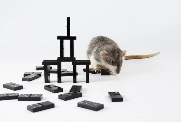 Råttor och Domino. — Stockfoto