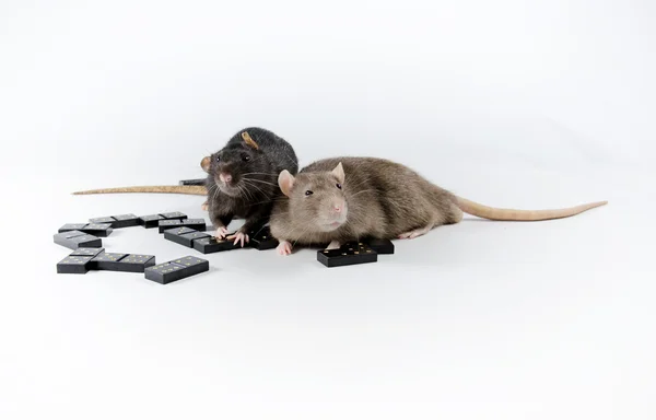 Råttor och Domino. — Stockfoto