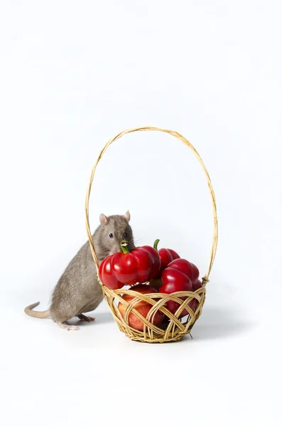Крыса и овощи . — стоковое фото