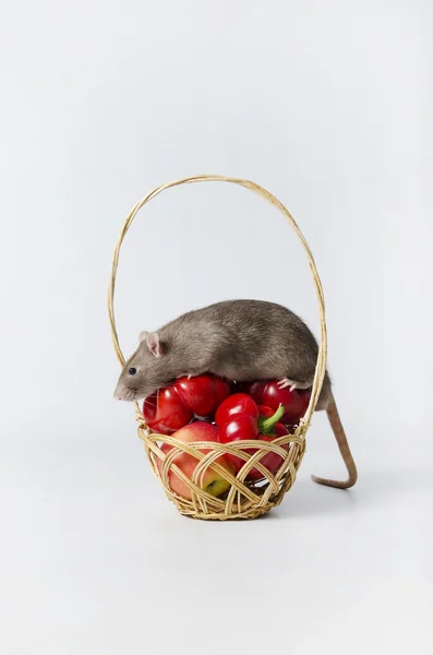 Крыса и овощи . — стоковое фото