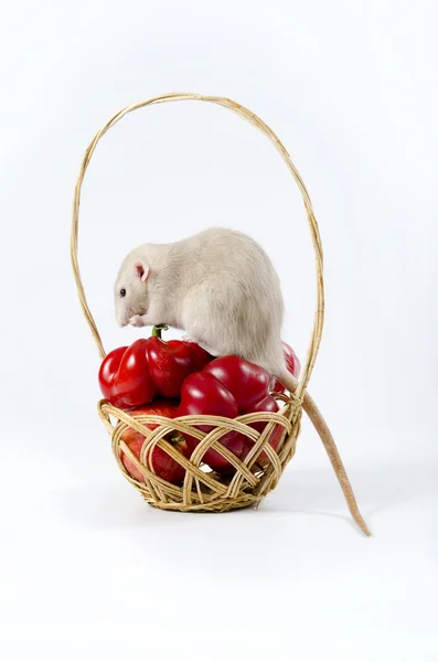 Rat and vegetables. — Stock Photo, Image
