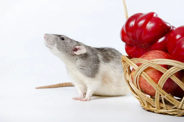 Rata y verduras . — Foto de Stock