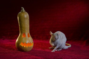 Jack-O'-Lantern ve fare.