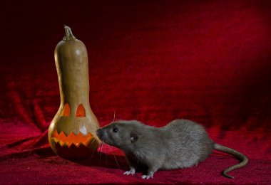 Jack-O'-Lantern ve fare.