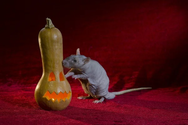 Jack-o'-lantern and rat. — Stock Photo, Image