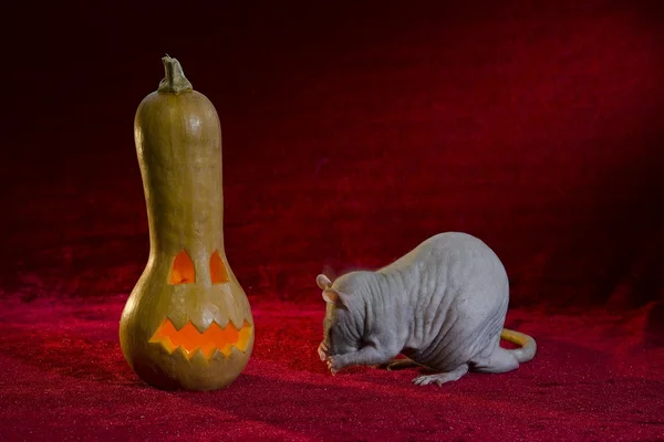 Jack-o'-lantern and rat. — Stock Photo, Image