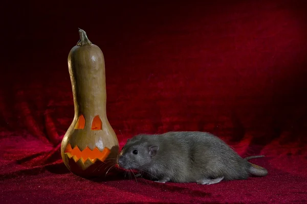 Jack-o'-lantern and rat. — Stock Photo, Image