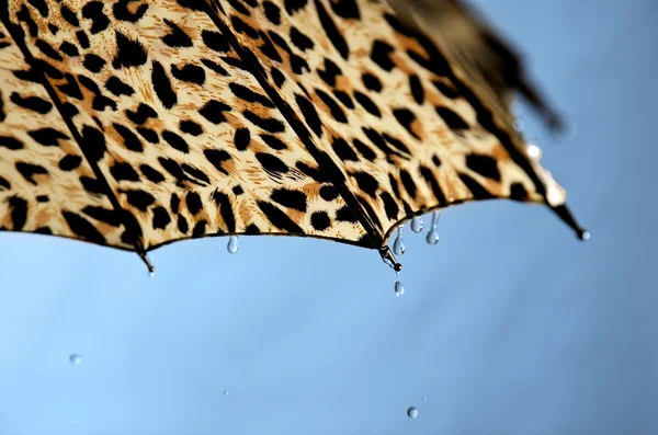 Regenschirm. — Stockfoto