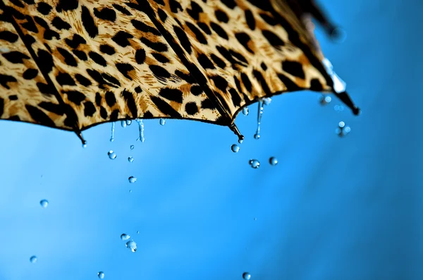 Guarda-chuva. — Fotografia de Stock