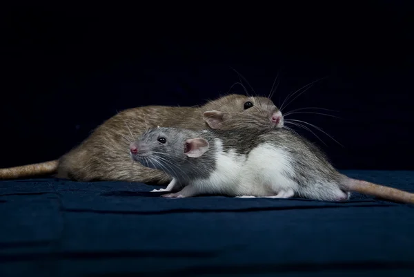 Meus amigos . — Fotografia de Stock