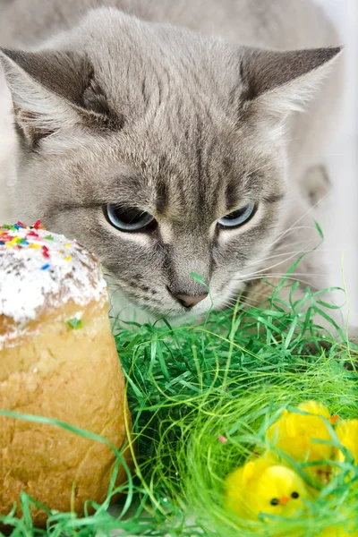 Cat, cake and chicks. — Stock Photo, Image