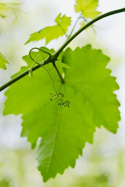 Неспелый гроздь винограда — стоковое фото
