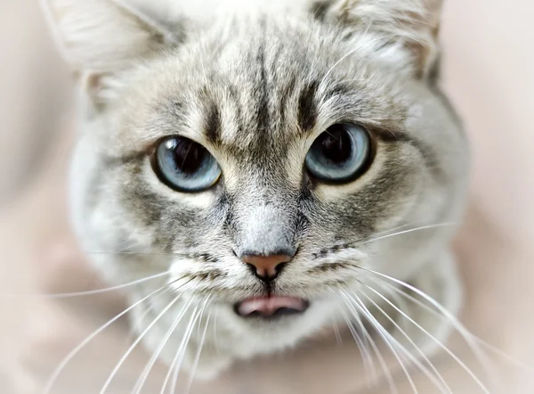 Portrait of a cat. — Stock Photo, Image