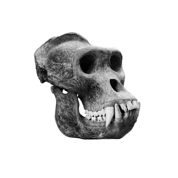 Skull gorilla. — Stock Photo, Image
