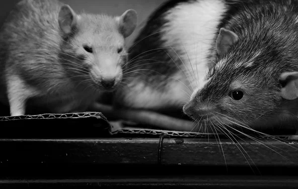 Крысы . — стоковое фото