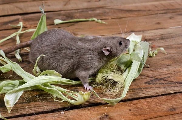 Rat et feuilles de maïs . — Photo