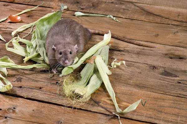 Rat and leaves of corn. — Stock Photo, Image