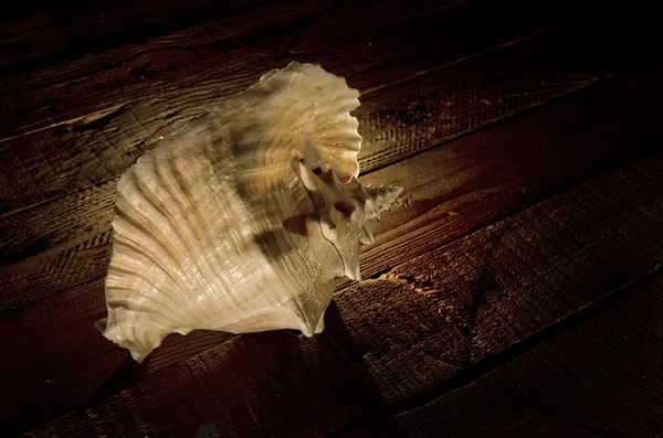 The Sea Conch. — Stock Photo, Image