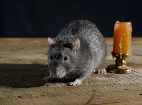 Jonge decoratieve rat. — Stockfoto