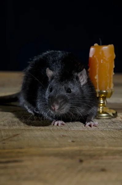 Jonge decoratieve rat. — Stockfoto