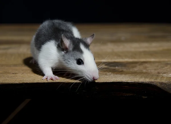 Young decorative rat. — Stock Photo, Image