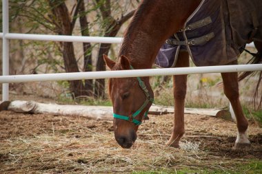 Güzel kahverengi at saman yiyor.