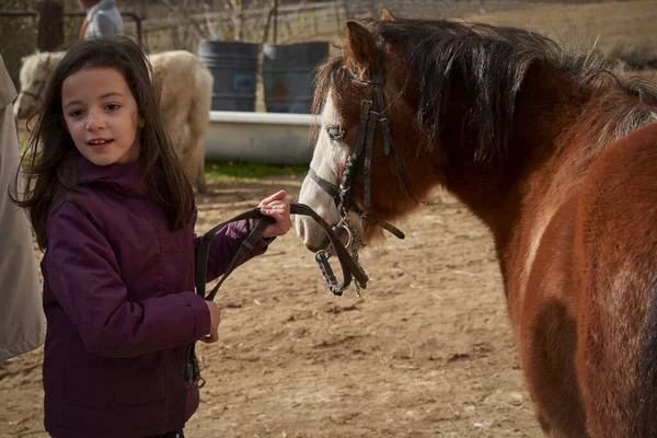 Küçük mutlu kız güzel kahverengi bir at tutuyor.