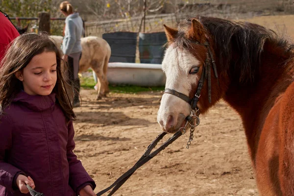 Küçük mutlu kız güzel kahverengi bir at tutuyor.