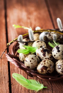 Bıldırcın yumurta