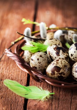 Bıldırcın yumurta