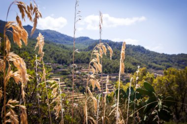 Mallorca adada bir dağ vadinin tipik güzel manzara, 