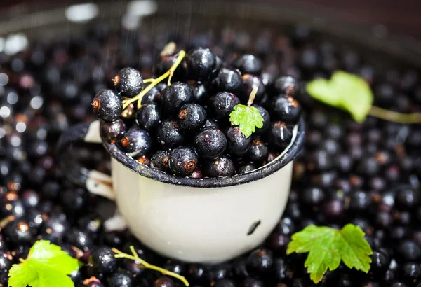 Groselha preta orgânica deliciosa fresca — Fotografia de Stock