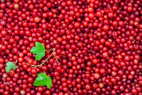 Вкусная органическая красная смородина на фоне — стоковое фото