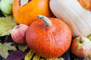 Taze sonbahar kabaklar