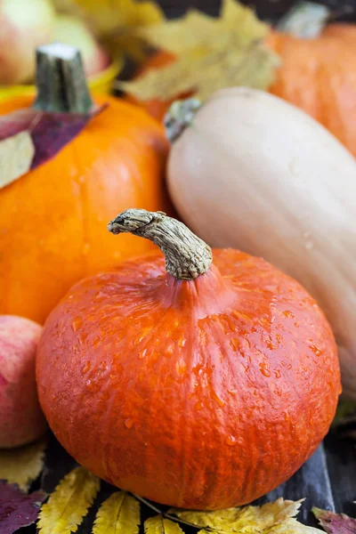 Fresh autumn pumpkins — Stock Photo, Image