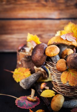 Sepet içinde vahşi orman yenilebilir mantar (çörek)