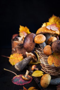 Sepet içinde vahşi orman yenilebilir mantar (çörek)