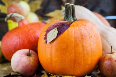 Taze sonbahar kabaklar